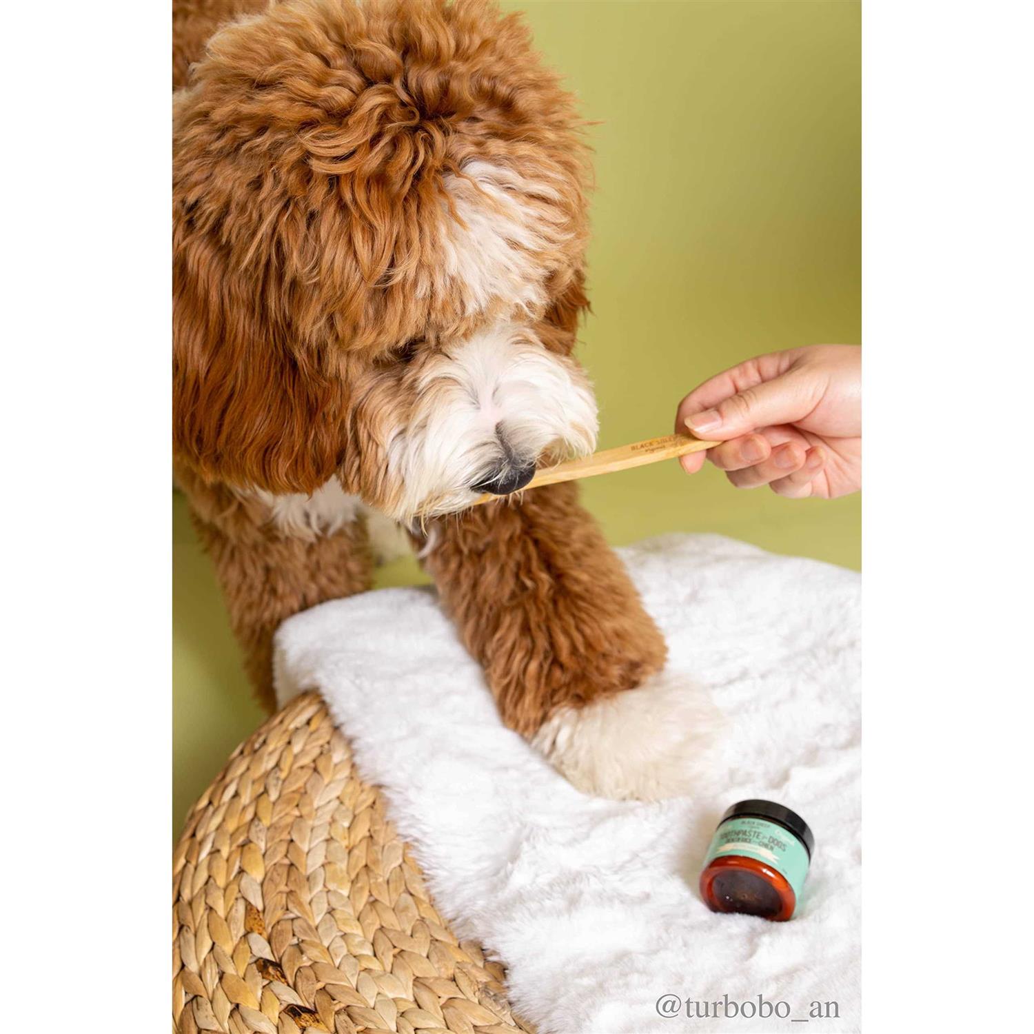 Black Sheep Organics Dog Peppermint Toothpaste - Pet Supplies online store