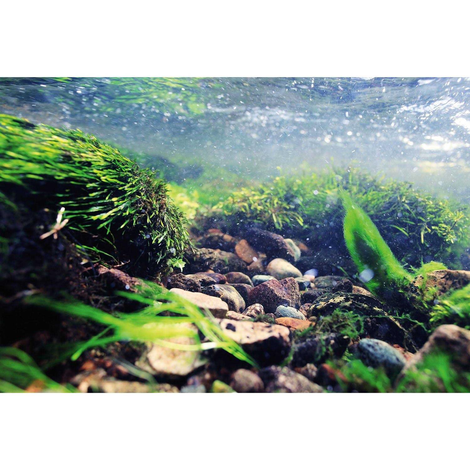 Top Fin Underwater Reversible Aquarium Background - Pet Supplies online store