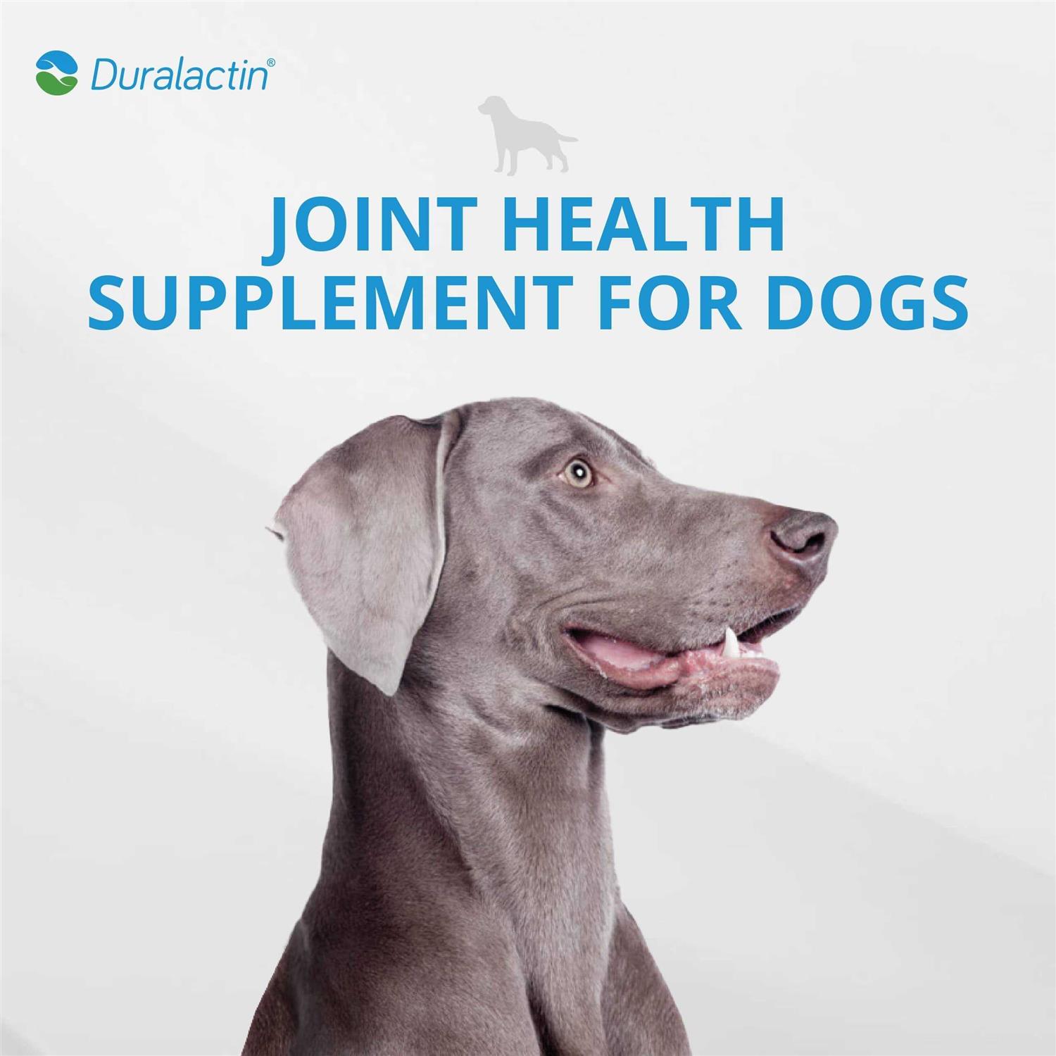 Duralactin Canine Joint Plus Soft Chews - Pet Supplies online store