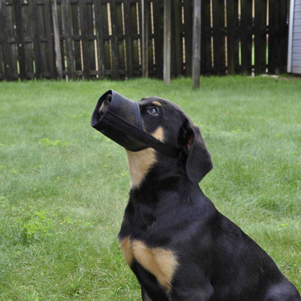 Best Fit Muzzle - Pet Supplies online store