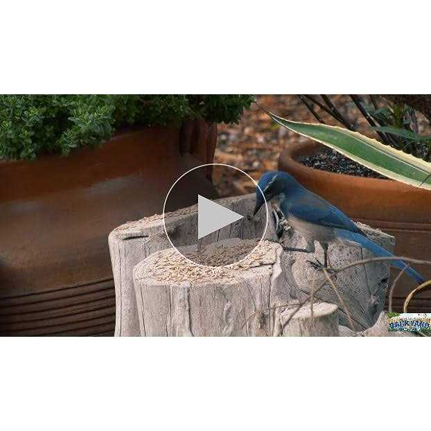 CountryMax Sunflower Coarse Hearts No Waste No Mess Bird Seed - Pet Supplies online store