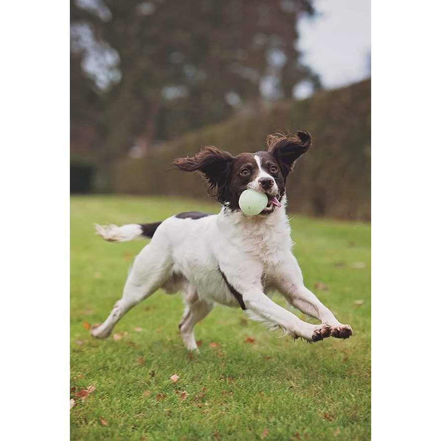 ChuckIt! Max Glow Ball - Pet Supplies online store