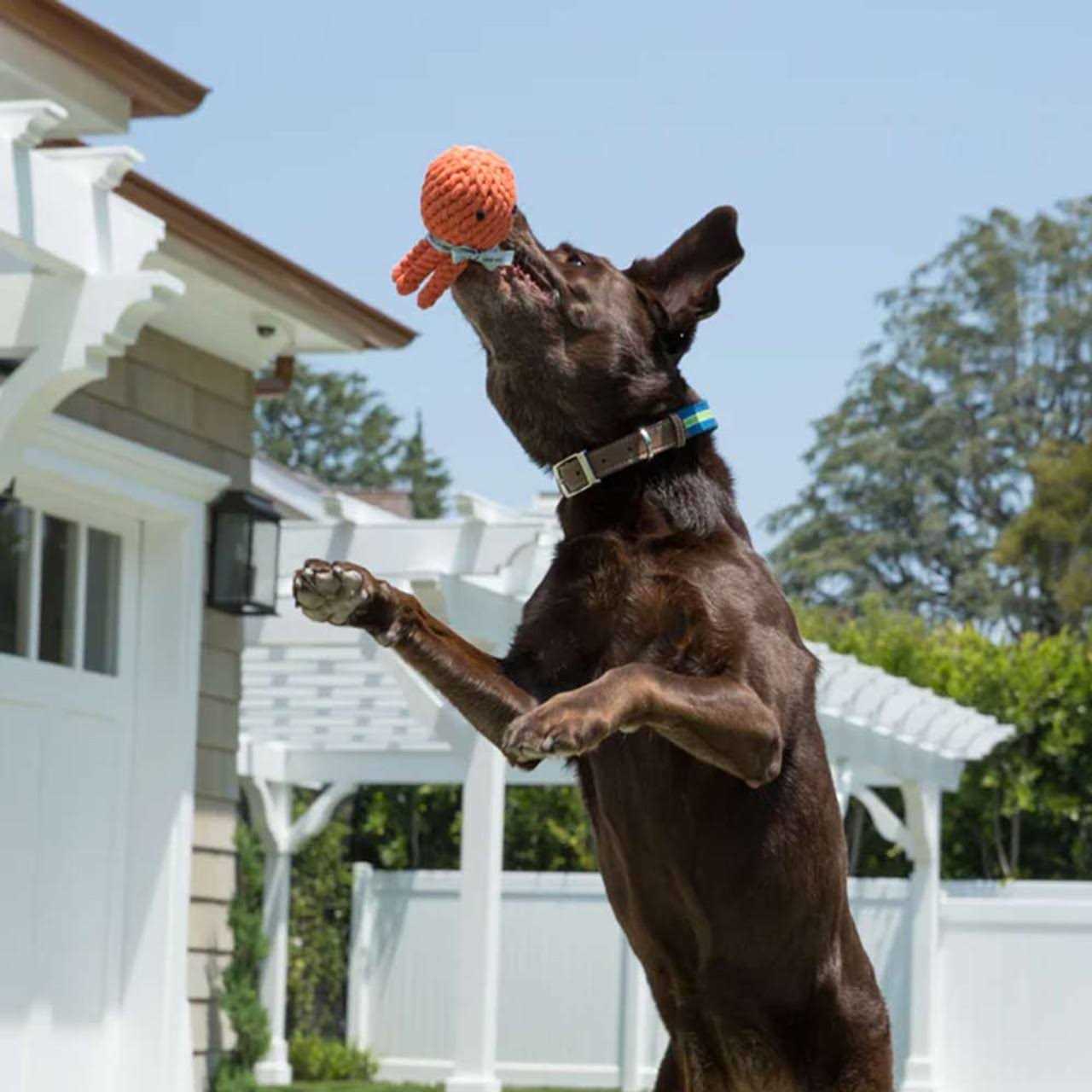 Jax Bones Elton The Octopus Rope Dog Toy - Pet Supplies online store