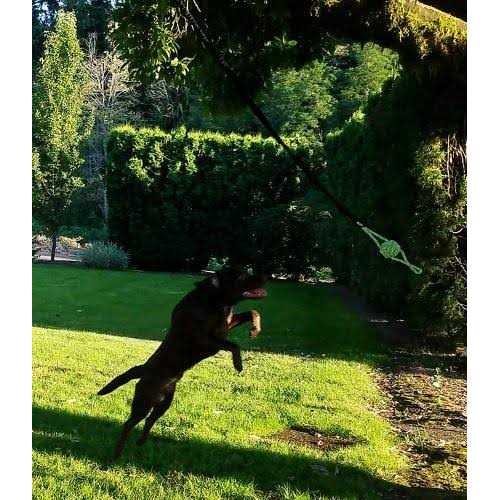 Tumbo Tugger Outdoor Hanging Bungee Dog Toy Large - Pet Supplies online store