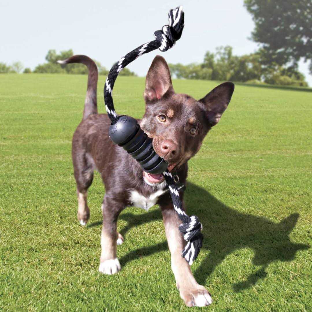 KONG Extreme Dental Dog Toy - Pet Supplies online store
