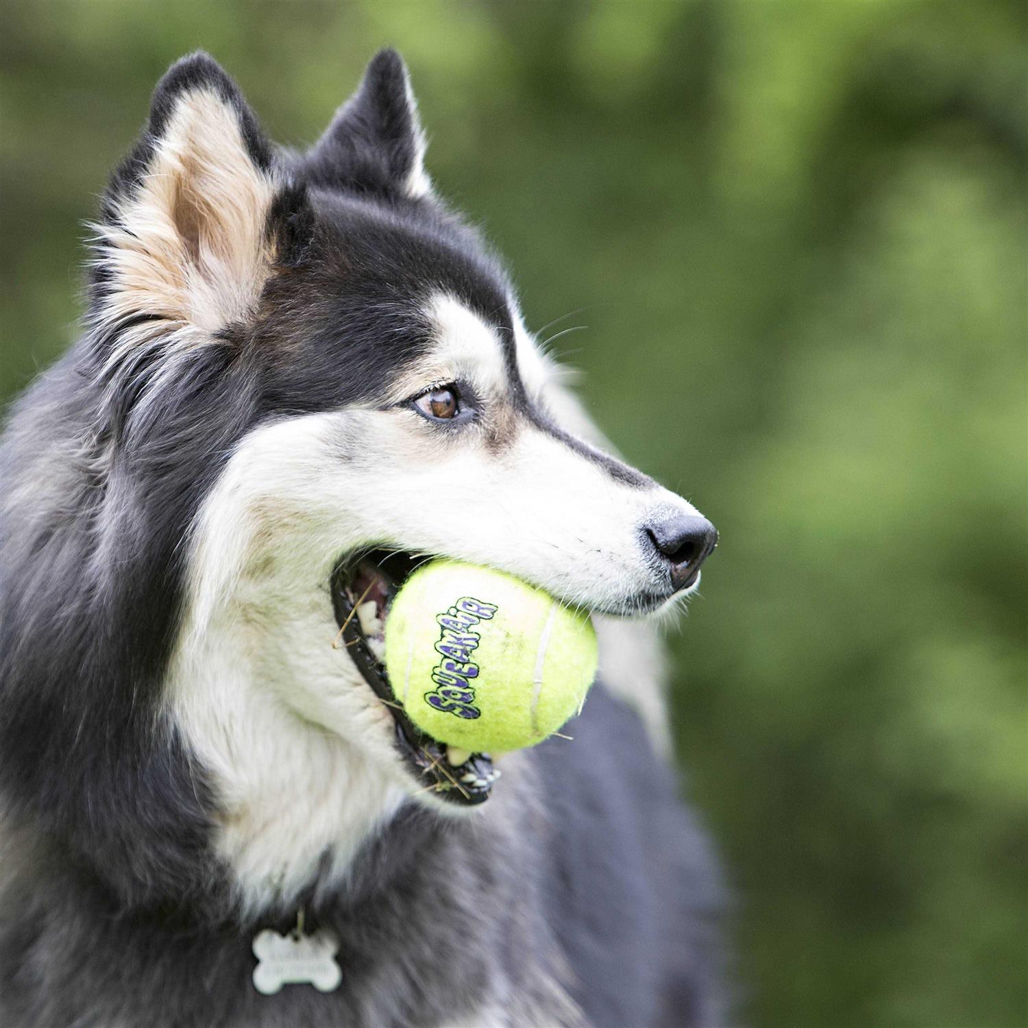 Kong Ball - Pet Supplies online store