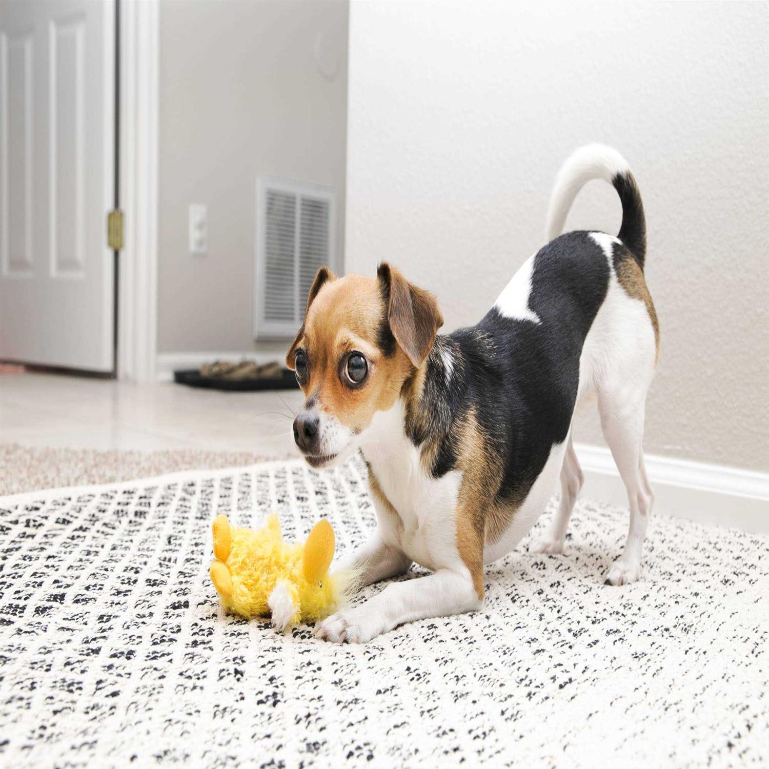 KONG Plush Duck Dog Toy - Pet Supplies online store