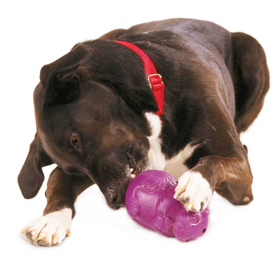 Busy Buddy Squirrel Dude Dog Toy - Pet Supplies online store