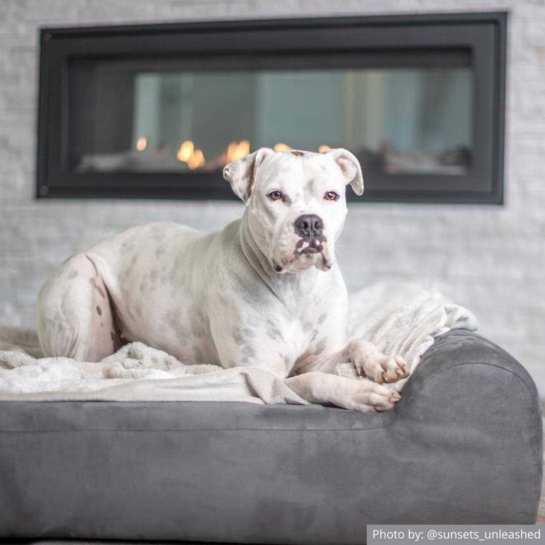 Big Barker Headrest Pillow Top Orthopedic Dog Bed - Pet Supplies online store