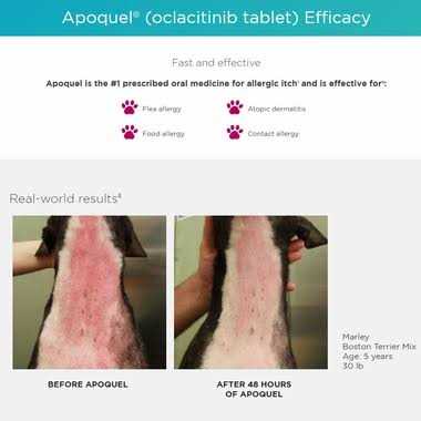 Apoquel 16 mg for Dogs - Pet Supplies online store