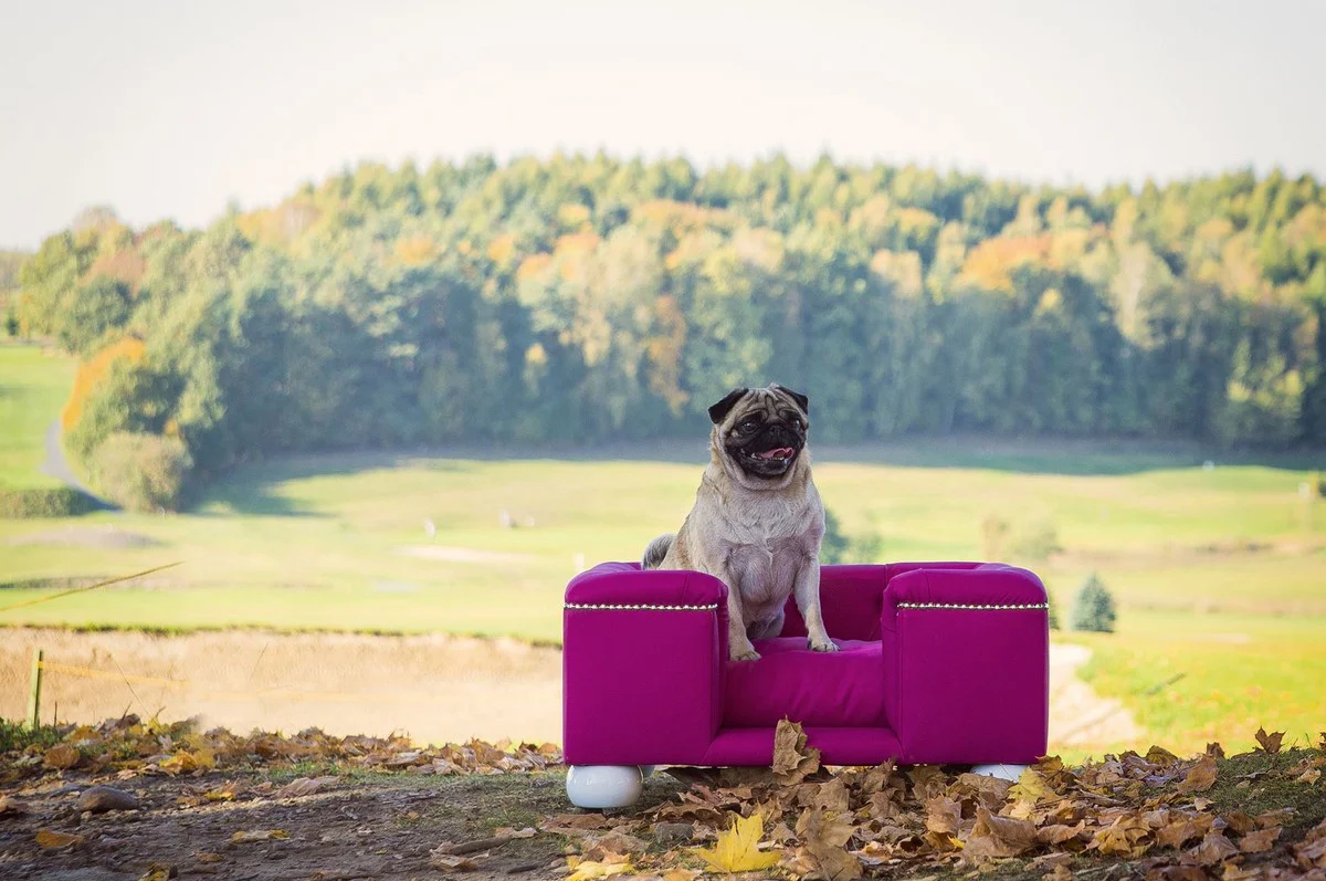 Luxus Hundebett Lila / Weiß / Lila 65 x 55 x H. 31 cm - Modernes Rechteckiges Hundebett mit Kissen - Luxus Hundemöbel - Luxus Tiermöbel