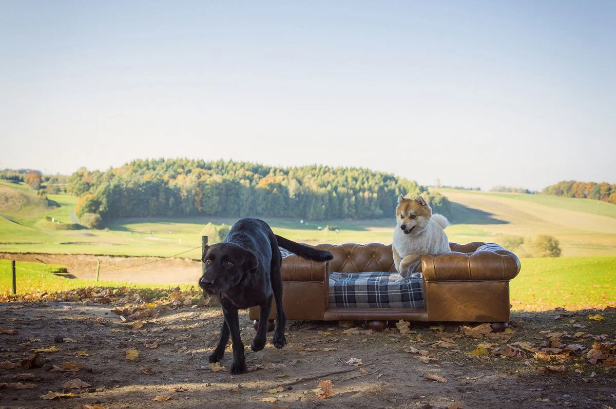 Luxus Chesterfield Leder Hundebett Vintage Braun / Dunkelbraun / Mehrfarbig 134 x 104 x H. 37 cm - Rechteckiges Echtleder Hundebett - Luxus Chesterfield Leder Tiermöbel