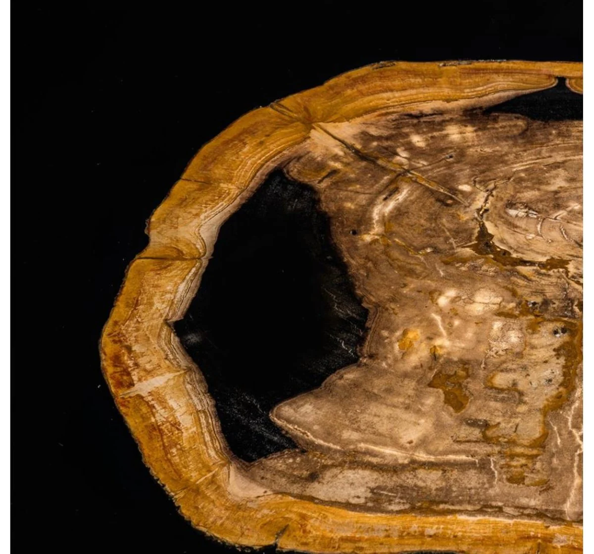 Designer Couchtisch mit eingearbeitetem versteinertem Holz - Limited Edition