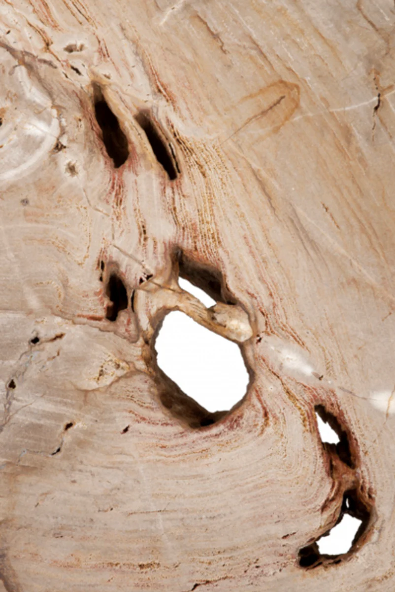 Luxus Art Deco Designer Couchtisch aus versteinertem Holz - Wohnzimmer Salon Tisch - Limited Edition