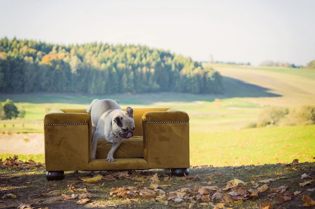 Luxus Hundebett Ocker / Dunkelbraun / Ocker 65 x 55 x H. 31 cm - Modernes Rechteckiges Hundebett mit Kissen - Luxus Hundemöbel - Luxus Tiermöbel